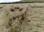 Eastfield (4), Wiltshire crop circle, aerial photo 37