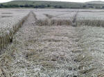 Eastfield (4), Wiltshire crop circle, aerial photo 41
