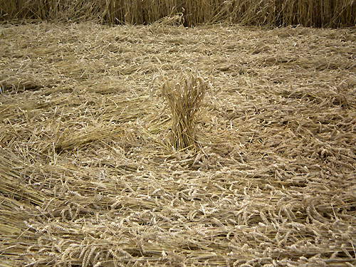 Eastfield (4), Wiltshire crop circle, aerial photo 54