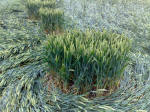East Field, Wiltshire crop circle, aerial photo 81