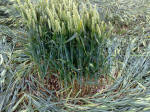 East Field, Wiltshire crop circle, aerial photo 80