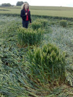 East Field, Wiltshire crop circle, aerial photo 78