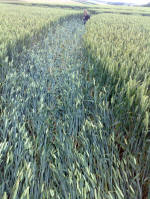 East Field, Wiltshire crop circle, aerial photo 79