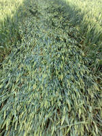 East Field, Wiltshire crop circle, aerial photo 77
