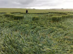 East Field, Wiltshire crop circle, aerial photo 82