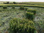 East Field, Wiltshire crop circle, aerial photo 60