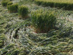 East Field, Wiltshire crop circle, aerial photo 61