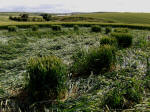 East Field, Wiltshire crop circle, aerial photo 59