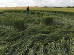 East Field, Wiltshire crop circle, aerial photo 63