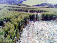 Helston, Cornwall crop circle, aerial photo 4