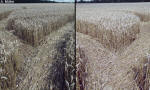Hens Wood, Wiltshire crop circle, aerial photo 11
