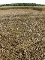 Hens Wood, Wiltshire crop circle, aerial photo 37