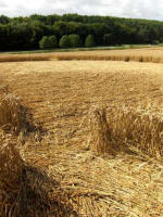 Hens Wood, Wiltshire crop circle, aerial photo 28
