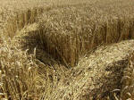 Hens Wood, Wiltshire crop circle, aerial photo 31