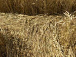 Hens Wood, Wiltshire crop circle, aerial photo 35