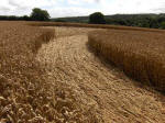 Hens Wood, Wiltshire crop circle, aerial photo 27