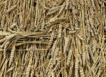 Hens Wood, Wiltshire crop circle, aerial photo 36
