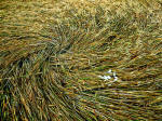 Allington Down, Wiltshire crop circle, aerial photo 28