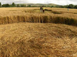 Allington Down, Wiltshire crop circle, aerial photo 34