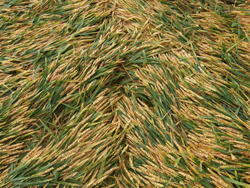 Allington Down, Wiltshire crop circle, aerial photo 31