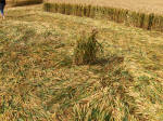 Allington Down, Wiltshire crop circle, aerial photo 35