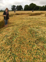 Allington Down, Wiltshire crop circle, aerial photo 38