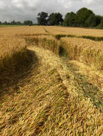 Allington Down, Wiltshire crop circle, aerial photo 39