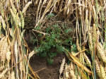 Allington Down, Wiltshire crop circle, aerial photo 33