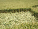 Horton, Wiltshire crop circle, aerial photo 29