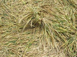 Horton, Wiltshire crop circle, aerial photo 32
