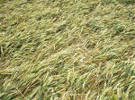 Horton, Wiltshire crop circle, aerial photo 30
