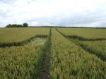 Horton, Wiltshire crop circle, aerial photo 25