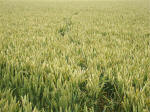 Horton, Wiltshire crop circle, aerial photo 27