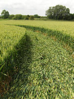 Horton, Wiltshire crop circle, aerial photo 14