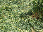 Horton, Wiltshire crop circle, aerial photo 15