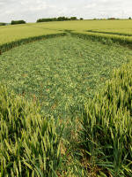 Horton, Wiltshire crop circle, aerial photo 12