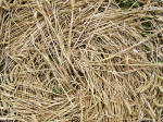 Beckhampton, Wiltshire crop circle, aerial photo 48