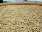 Beckhampton, Wiltshire crop circle, aerial photo 47