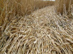 Beckhampton, Wiltshire crop circle, aerial photo 46
