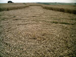 Liddington Castle, Wiltshire crop circle, aerial photo 6
