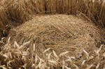 Morgan Hill, Wiltshire crop circle, aerial photo 13