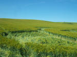 North Down, Wiltshire crop circle, aerial photo 12
