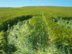 North Down, Wiltshire crop circle, aerial photo 13
