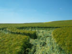 North Down, Wiltshire crop circle, aerial photo 14