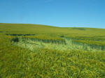 North Down, Wiltshire crop circle, aerial photo 15