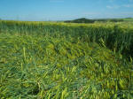 North Down, Wiltshire crop circle, aerial photo 18