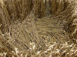 Oliver’s Castle, Wiltshire crop circle, aerial photo 29