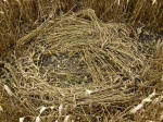 Oliver’s Castle, Wiltshire crop circle, aerial photo 28