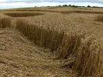 Oliver’s Castle, Wiltshire crop circle, aerial photo 22