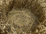 Oliver’s Castle, Wiltshire crop circle, aerial photo 33